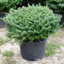 Пихта корейская Компакта купить