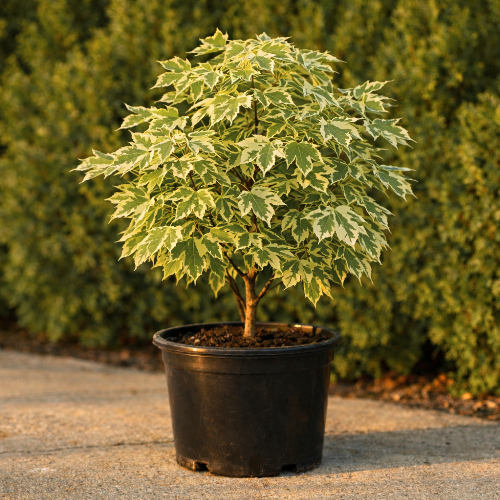 Клен остролистный Друммонди купить