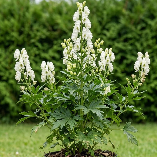 Аконит (борец) клобучковый Альбум купить