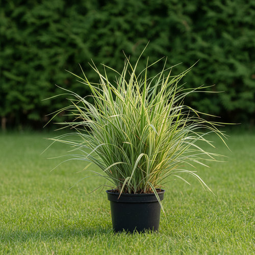 Аир болотный купить