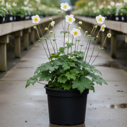 Ветреница гибридная Андреа Аткинсон купить