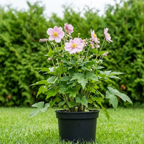 Ветреница гибридная Ричард Ахренс купить