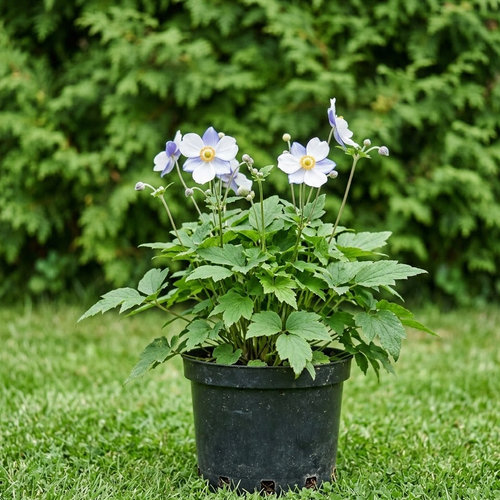 Ветреница гибридная Вайлд Свон купить