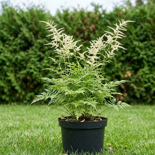 Волжанка петрушколистная  купить