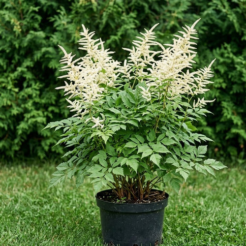 Волжанка лесная купить