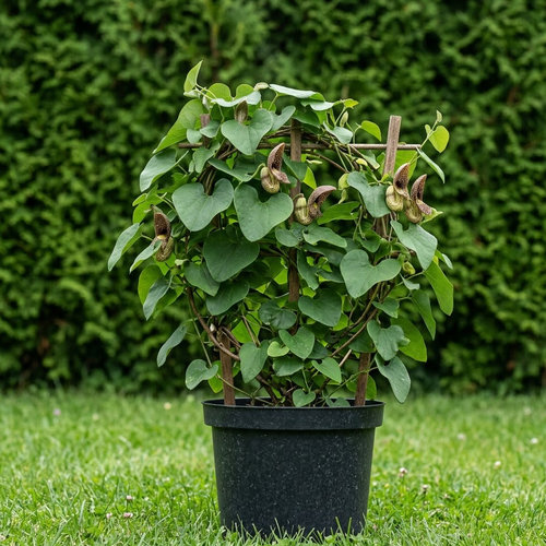 Карказон обыкновенный купить