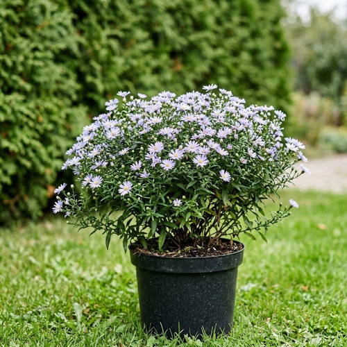 Астра кустообразная Аполло купить