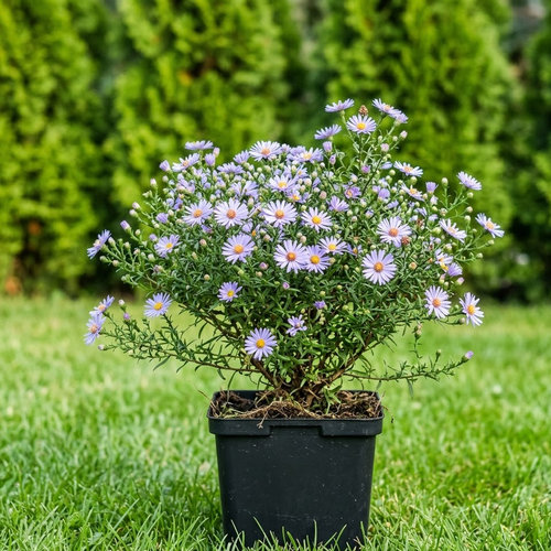 Астра вересковая Голубая Звезда купить