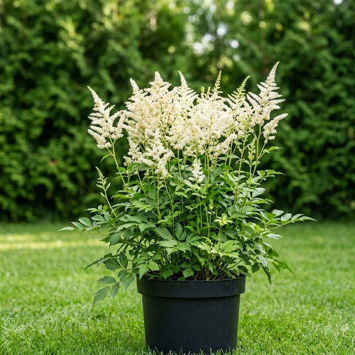 Астильба Арендса Браутшлеер купить