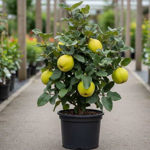 Айва Яблочная купить