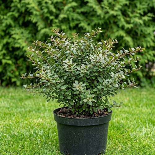 Барбарис скученный купить