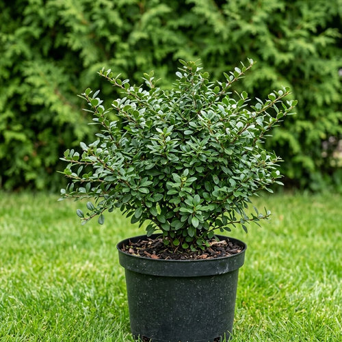 Барбарис самшитолистный Буксифолия Нана купить