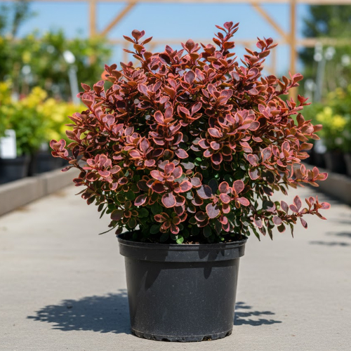 Барбарис Тунберга Адмирейшн купить