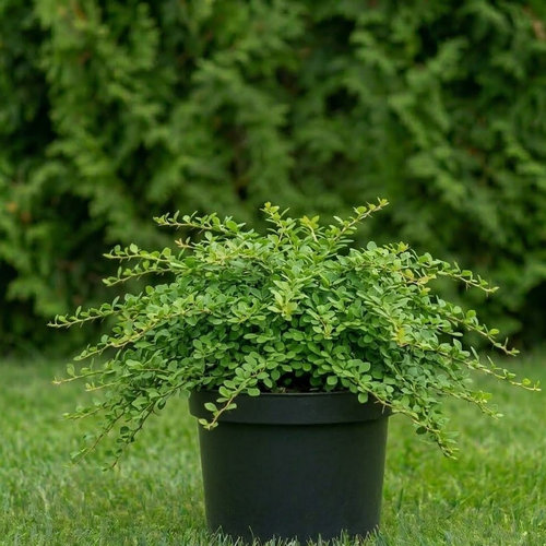 Барбарис Тунберга Грин Карпет купить