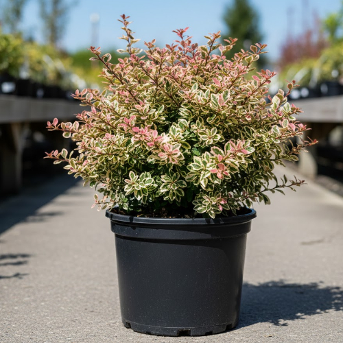 Барбарис Тунберга Наташа купить