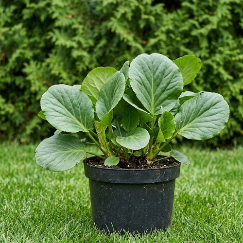 Бадан сердцелистный Эротика купить