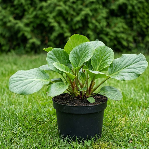 Бадан сердцелистный купить