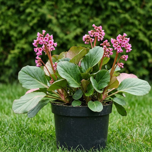 Бадан гибридный Бах купить