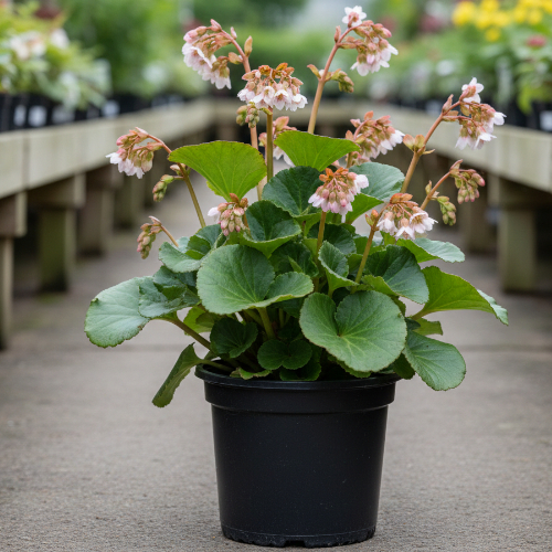 Бадан гибридный Драгонфлай Энджел Кисс купить