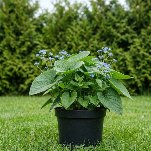 Бруннера крупнолистная купить