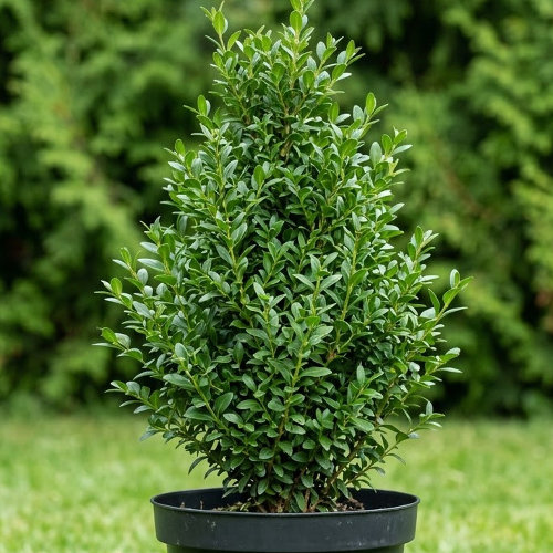 Самшит вечнозелёный (пирамидальный) купить