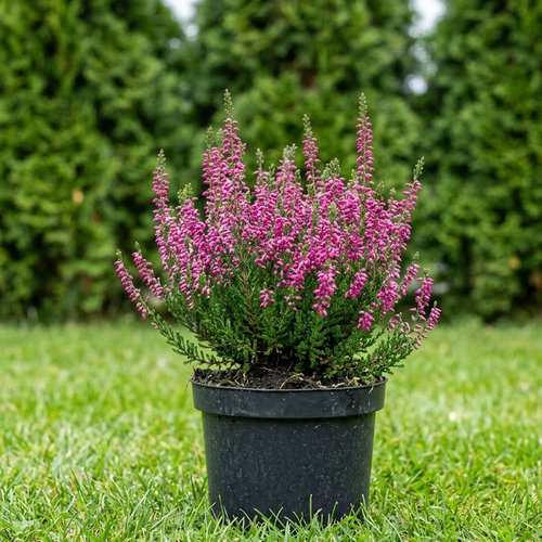 Вереск обыкновенный Аллегро купить