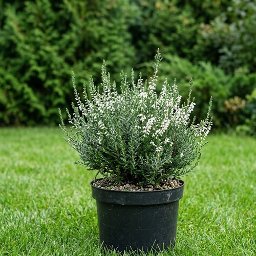 Вереск обыкновенный Хаммордии купить