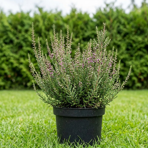 Вереск обыкновенный Марлен купить