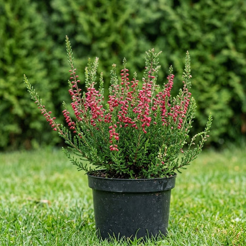 Вереск обыкновенный Мелание купить