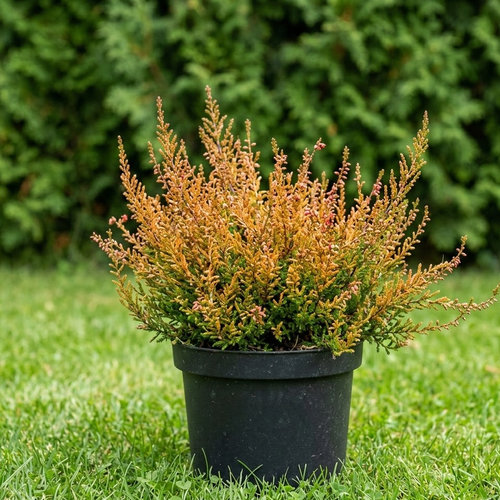 Вереск обыкновенный Роберт Чапман купить