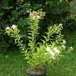 Колокольчик молочноцветковый Лоддон Анна купить