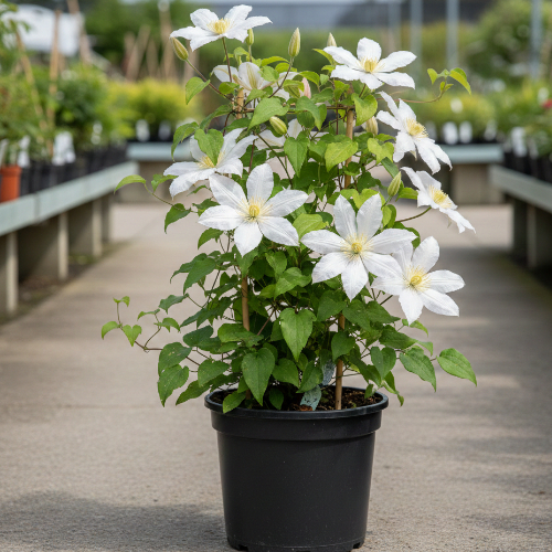 Клематис Андромеда купить