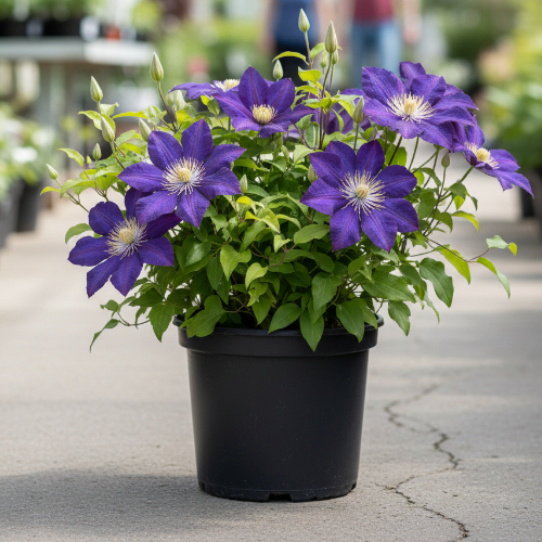 Клематис Бьюти оф Ворчестер купить