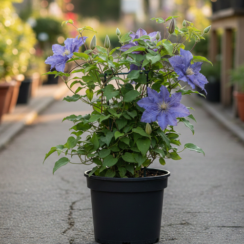 Клематис Аниол (Блю Энджел) купить