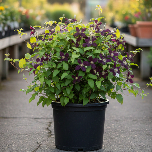 Клематис Джипси Квин купить