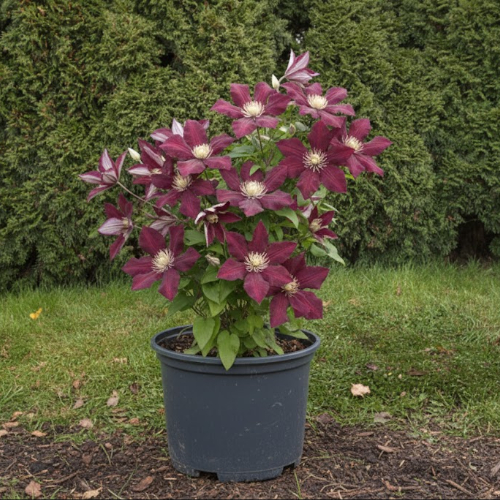 Клематис Полония Реститута купить