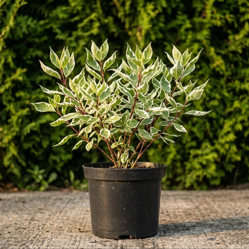 Дерен белый Айвори Хало купить