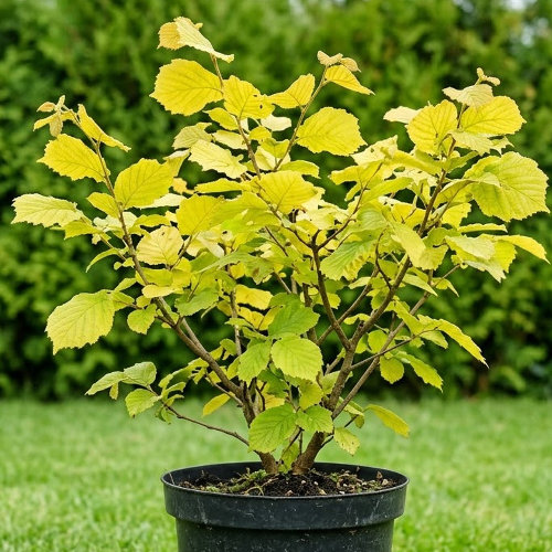 Лещина обыкновенная Аурея купить