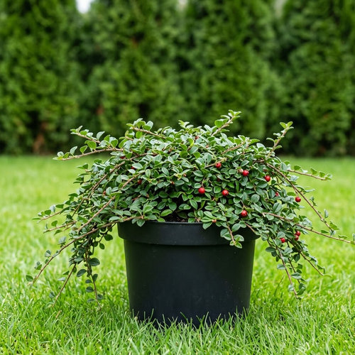 Кизильник Даммера Мейджэр купить