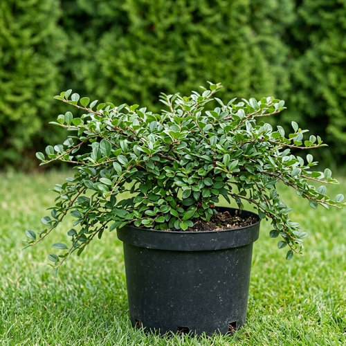 Кизильник Даммера Skogholm купить