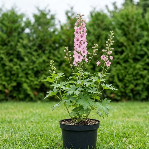 Дельфиниум Белладонна Пинк Сенсейшн купить