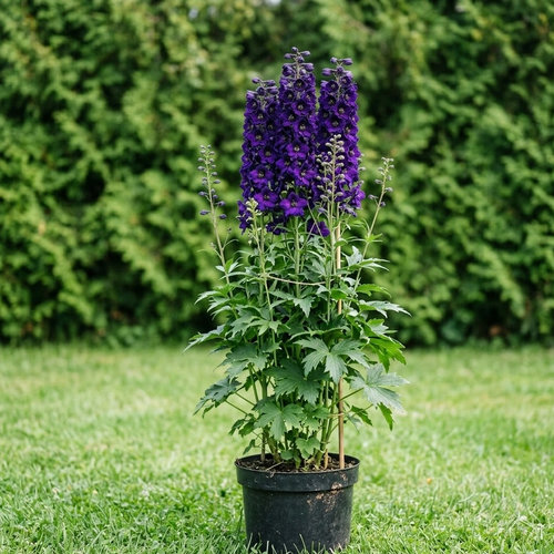 Дельфиниум высокий Блэк Перл купить
