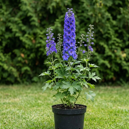 Дельфиниум высокий Майти Атом купить