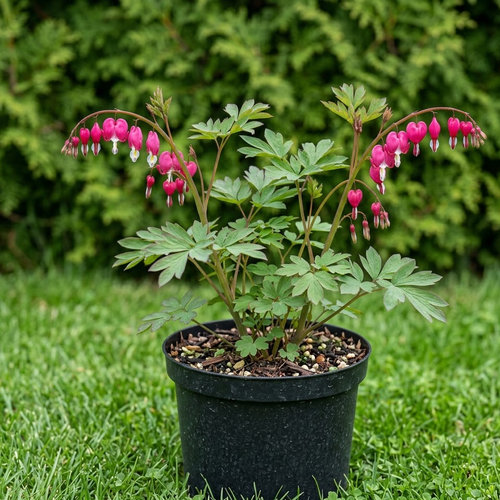 Дицентра великолепная Валентина купить