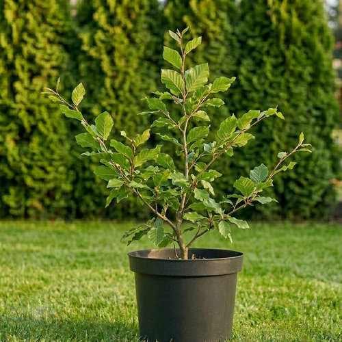 Бук лесной  купить