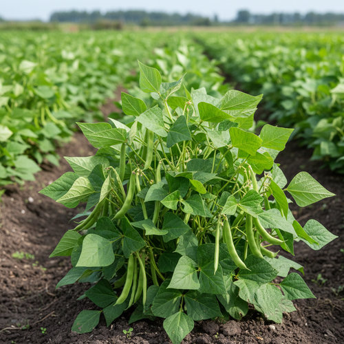 Фасоль Овощной купить