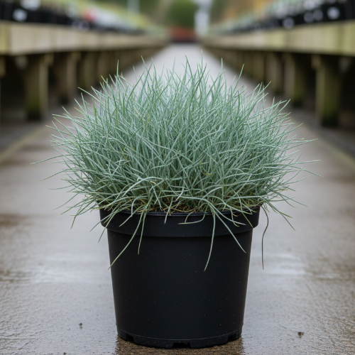 Овсяница сизая купить