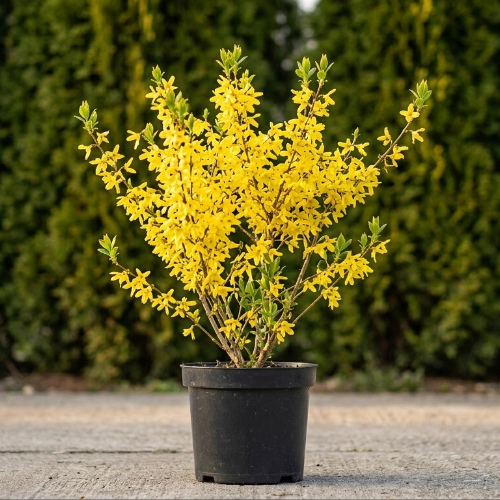 Форзиция средняя Спектабилис купить