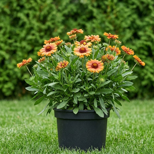 Гайллардия остистая Arizona Apricot купить