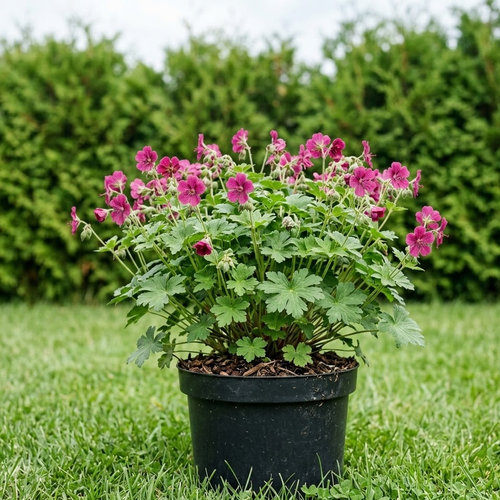 Герань кембриджская Кармина купить